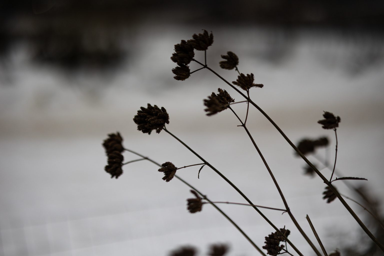 Galeria zdjęć przykładowych 2000px z obiektywu Samyang 85mm F1.4 AF Canon RF i aparatu Canon R6