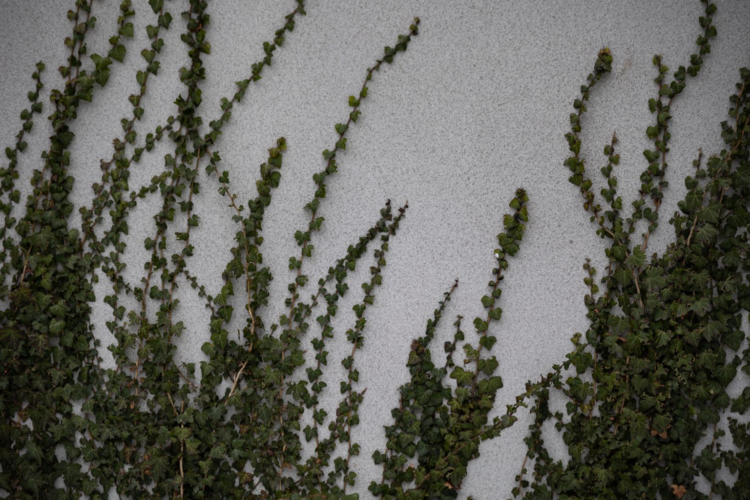 Galeria zdjęć przykładowych 2000px z obiektywu Samyang 85mm F1.4 AF Canon RF i aparatu Canon R6