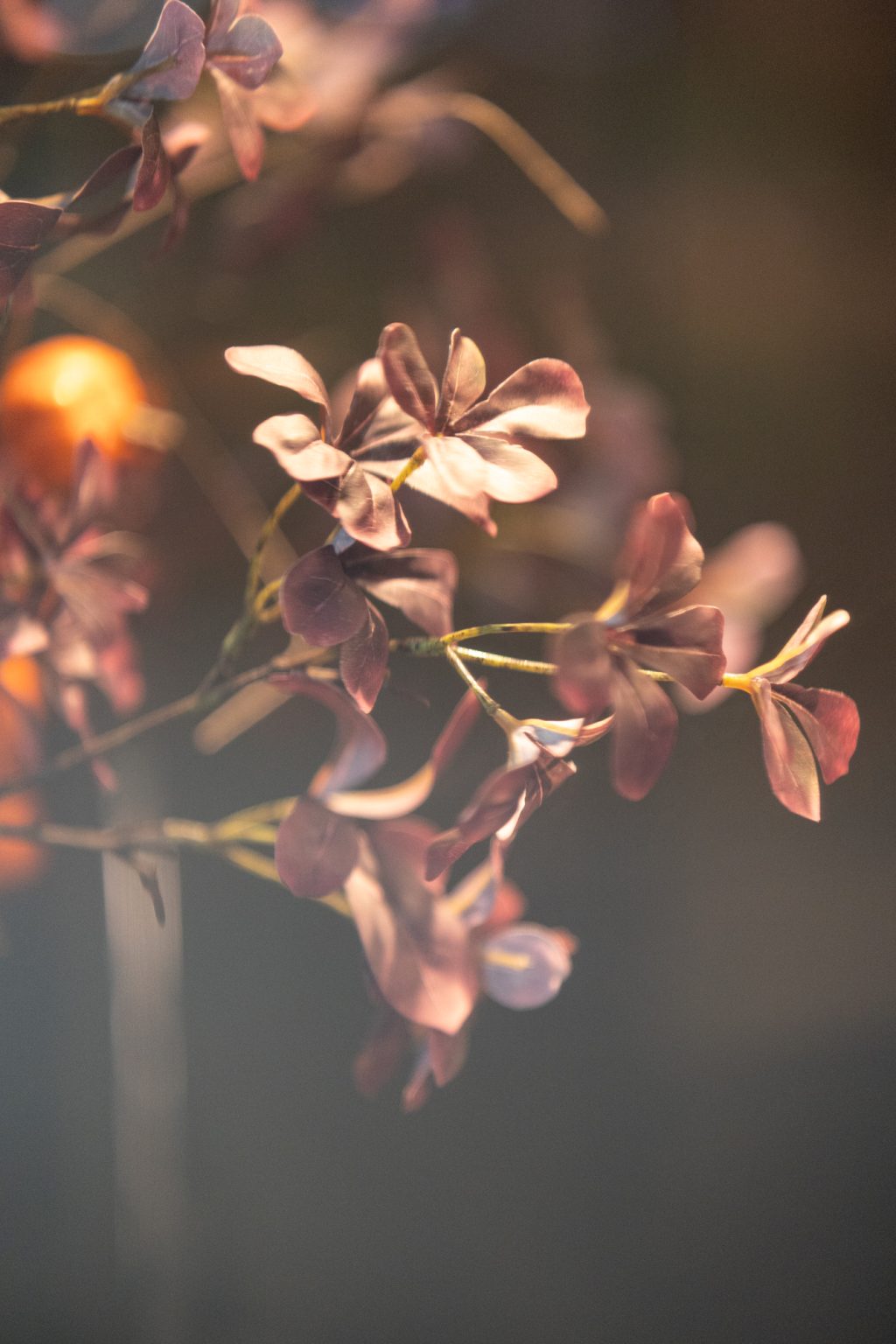 Galeria zdjęć przykładowych 2000px z obiektywu Samyang 85mm F1.4 AF Canon RF i aparatu Canon R6