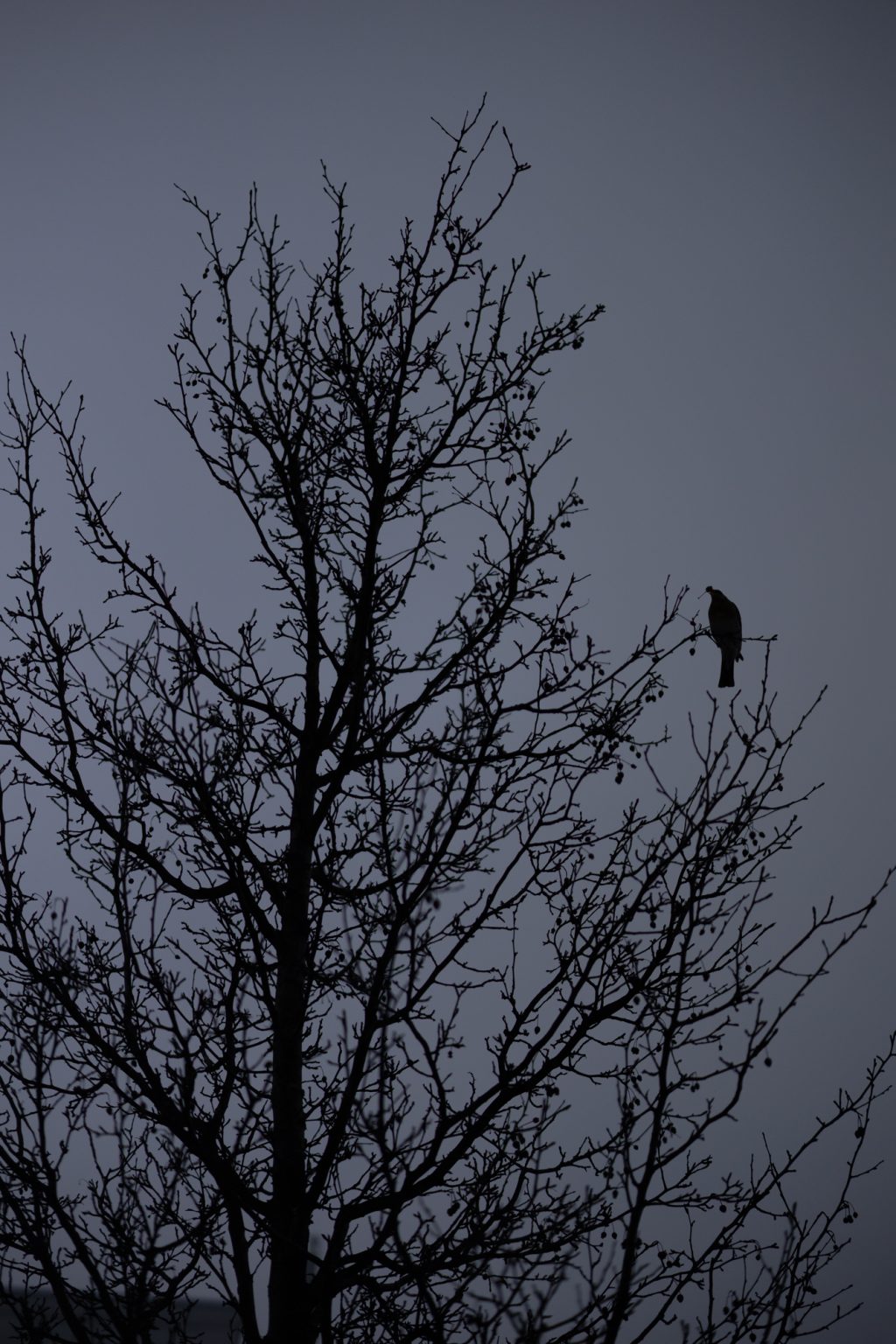 Galeria zdjęć przykładowych 2000px z obiektywu Samyang 85mm F1.4 AF Canon RF i aparatu Canon R6