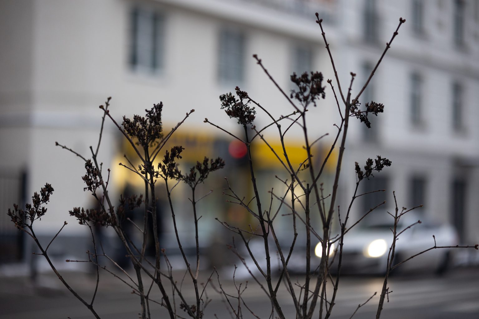 Galeria zdjęć przykładowych 2000px z obiektywu Samyang 85mm F1.4 AF Canon RF i aparatu Canon R6