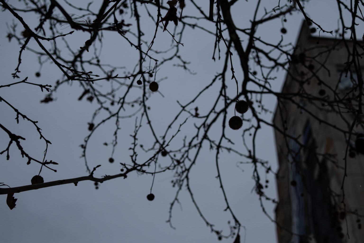 Galeria zdjęć 2000px wykonana za pomocą obiektywu Sigma C 30mm F1.4 DC DN FujiFilm FX i aparatu FujiFilm X-T4 Galeria zdjęć 2000px wykonana za pomocą obiektywu Sigma C 30mm F1.4 DC DN FujiFilm FX i aparatu FujiFilm X-T4