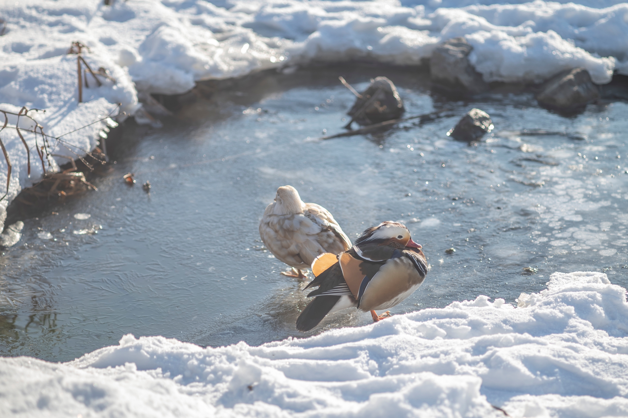 canon-fd-135mm-f3-5-sc-nikon-zf-test