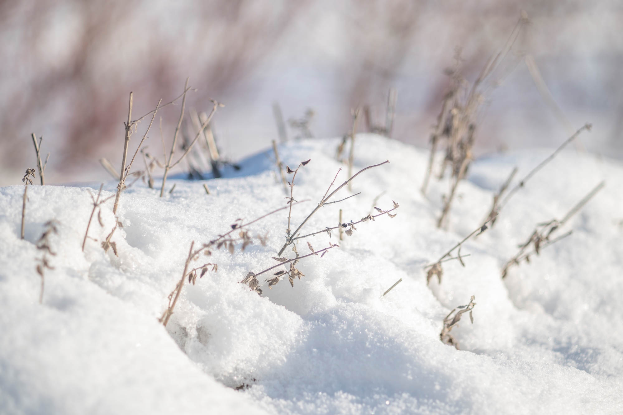 canon-fd-135mm-f3-5-sc-nikon-zf-test