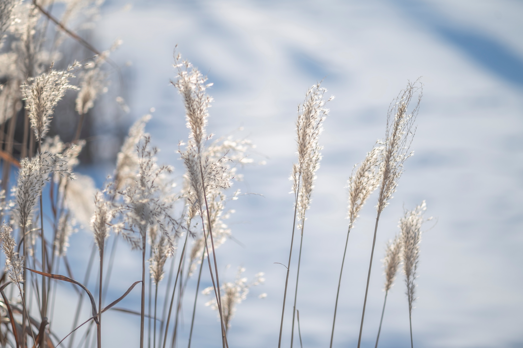 canon-fd-135mm-f3-5-sc-nikon-zf-test