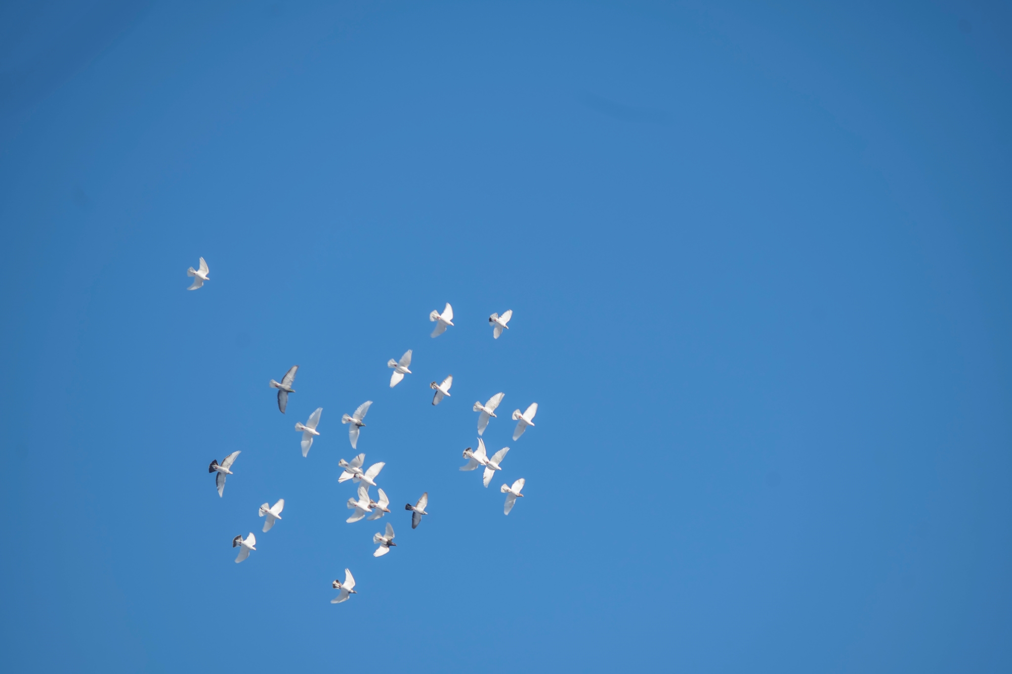 canon-fd-135mm-f3-5-sc-nikon-zf-test