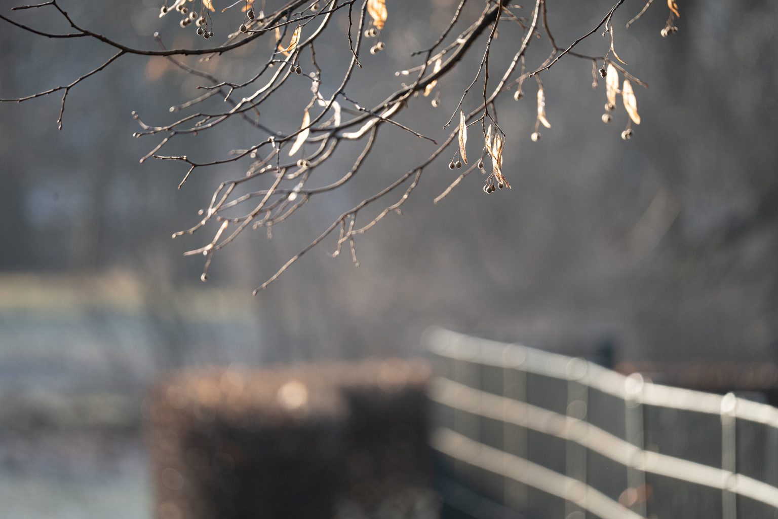 Galeria zdjęć 2000px wykonana za pomocą obiektywu Sigma C 100-400mm F5-6.3 DG DN OS HSM i aparatu Sony A7C II