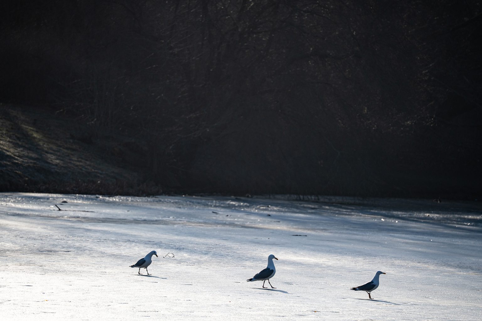 Galeria zdjęć 2000px wykonana za pomocą obiektywu Sigma C 100-400mm F5-6.3 DG DN OS HSM i aparatu Sony A7C II