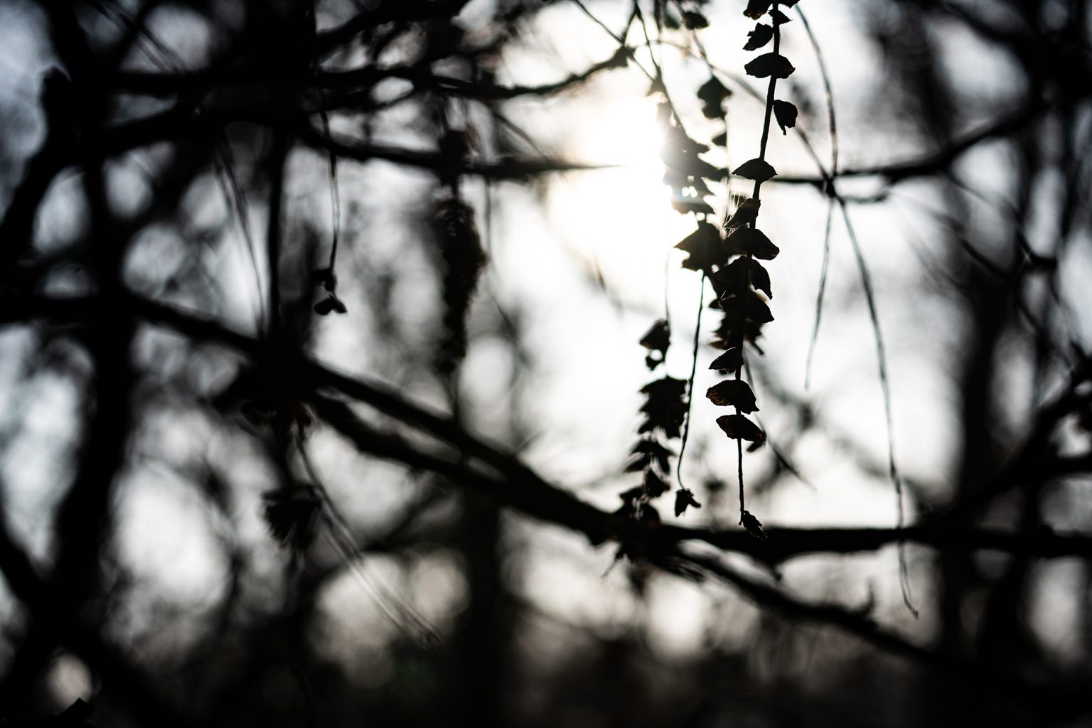 Galeria zdjęć 2000px wykonana za pomocą obiektywu Sigma C 100-400mm F5-6.3 DG DN OS HSM i aparatu Sony A7C II