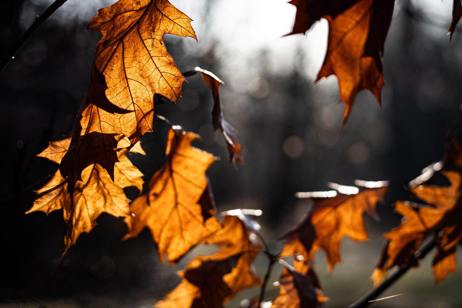 Galeria zdjęć 2000px wykonana za pomocą obiektywu Sigma C 100-400mm F5-6.3 DG DN OS HSM i aparatu Sony A7C II