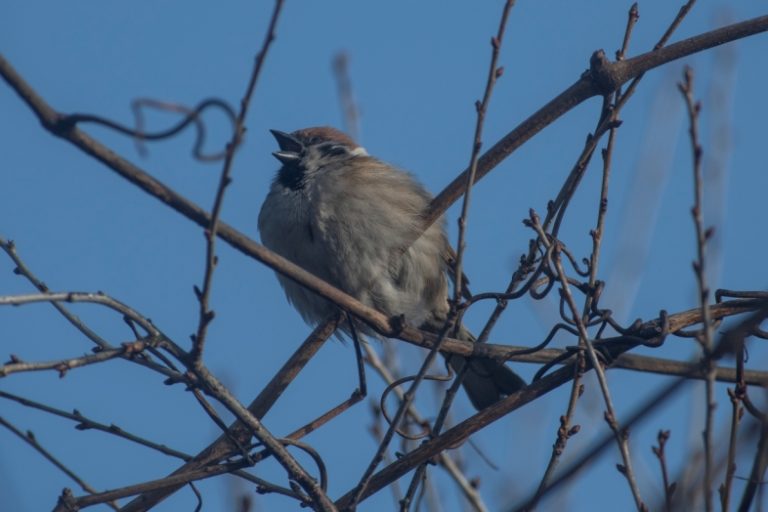nim-przyjdzie-wiosna-fotografia-przedwiosnia-nikon-d850