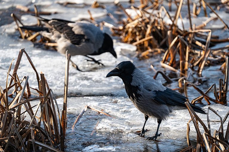 Sigma C 100 400mm F5 6.3 DG DN OS HSM zdjecia