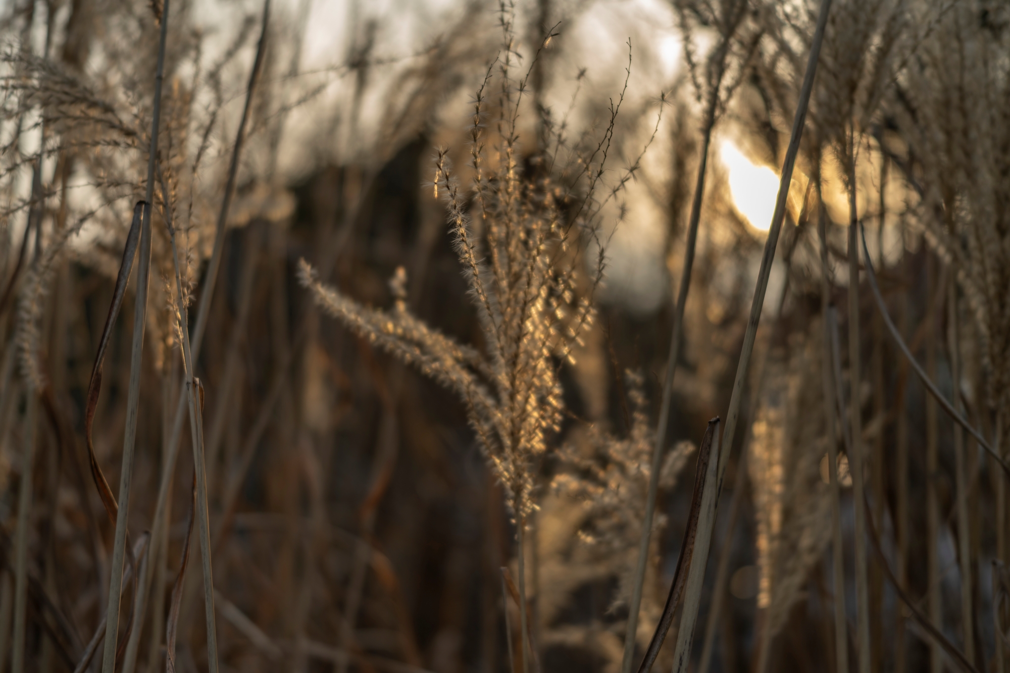 Sigma C 45mm F2.8 DG DN Sony A7R IV dsc01173