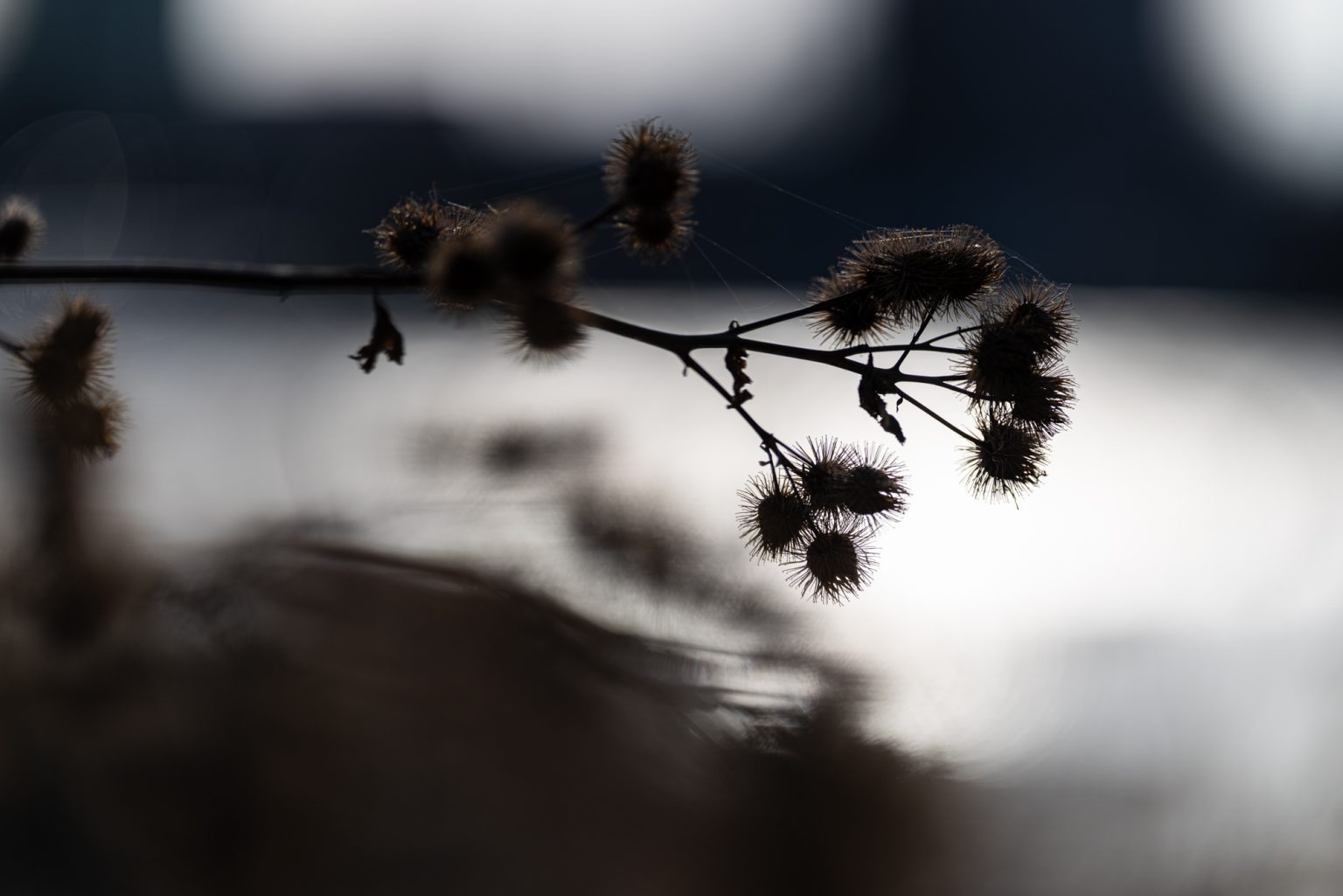 Galeria zdjęć przykładowych 2000px wykonana obiektywem Canon RF 135mm F1.8 L IS USM i aparatem Canon R5 II Galeria zdjęć przykładowych 2000px wykonana obiektywem Canon RF 135mm F1.8 L IS USM i aparatem Canon R5 II