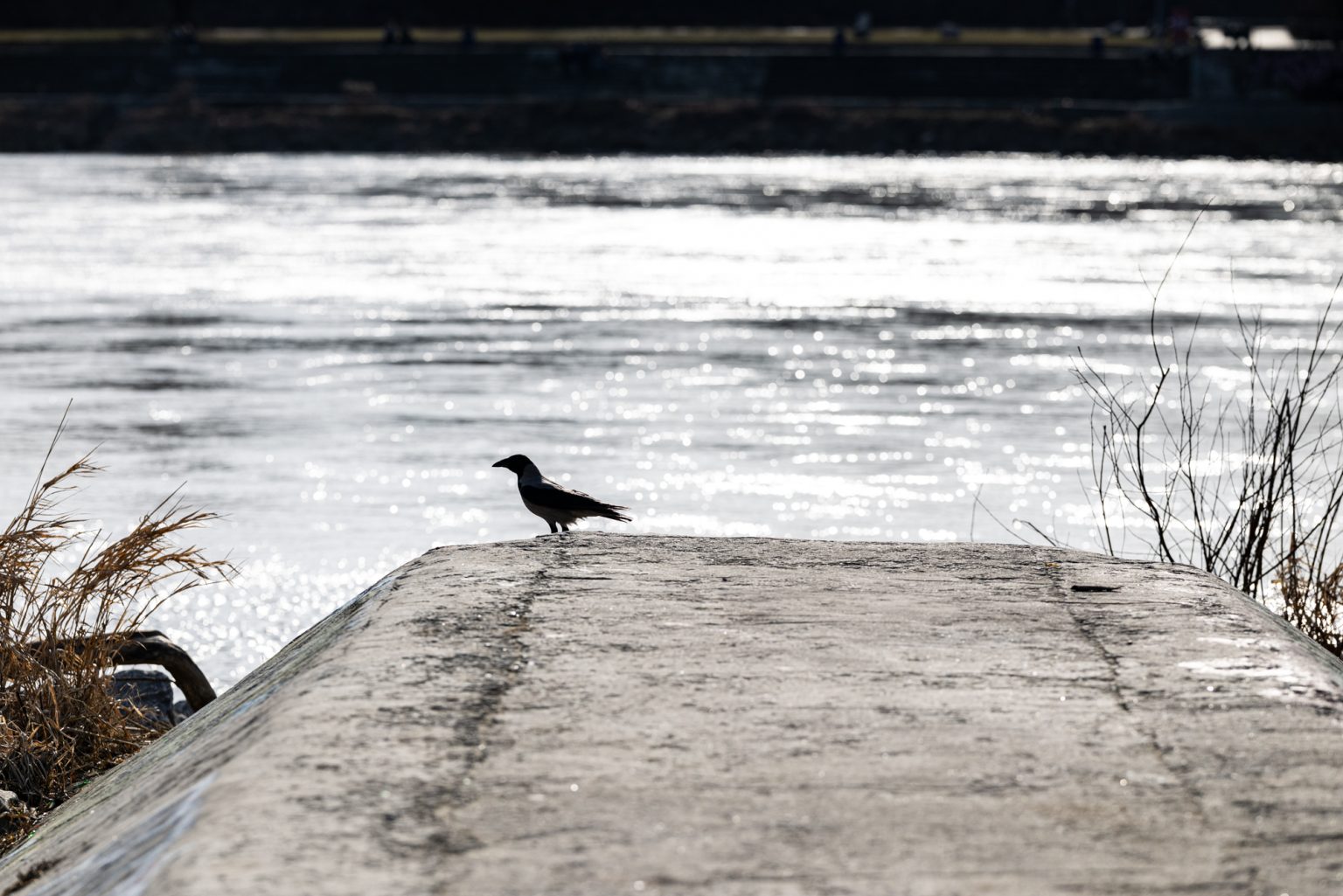 Galeria zdjęć przykładowych 2000px wykonana obiektywem Canon RF 135mm F1.8 L IS USM i aparatem Canon R5 II Galeria zdjęć przykładowych 2000px wykonana obiektywem Canon RF 135mm F1.8 L IS USM i aparatem Canon R5 II