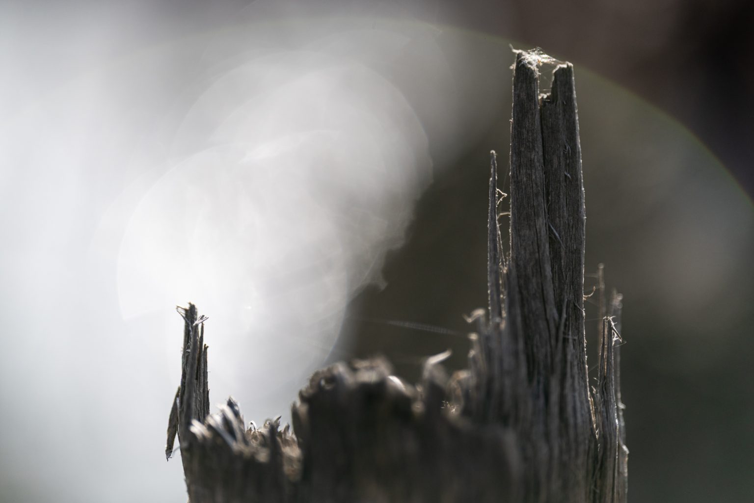 Galeria zdjęć przykładowych 2000px wykonana obiektywem Canon RF 135mm F1.8 L IS USM i aparatem Canon R5 II Galeria zdjęć przykładowych 2000px wykonana obiektywem Canon RF 135mm F1.8 L IS USM i aparatem Canon R5 II