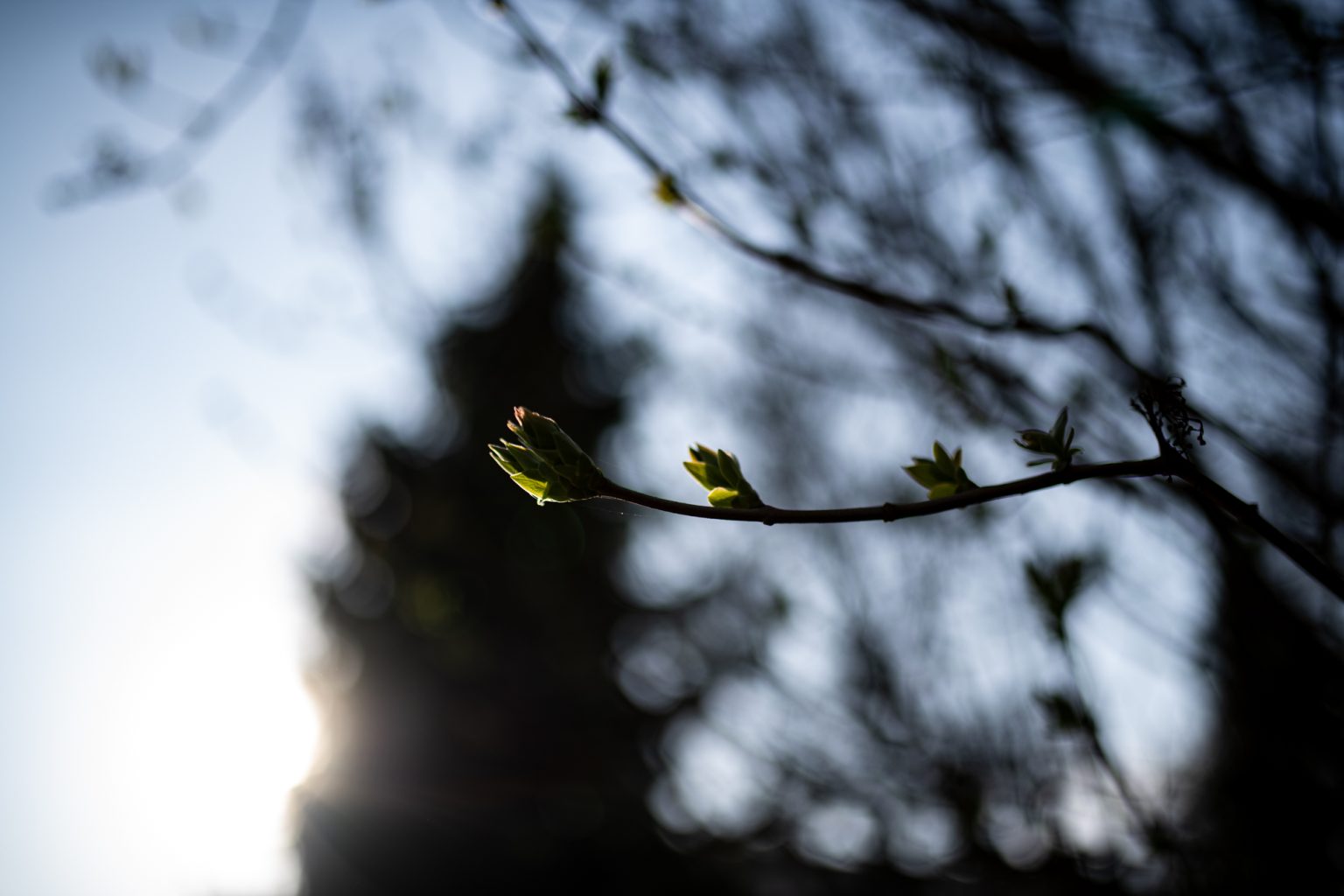 Galeria zdjęć przykładowych 2000px z obiektywu Sigma A 35mm F1.4 DG HSM ART i aparatu Nikon D850