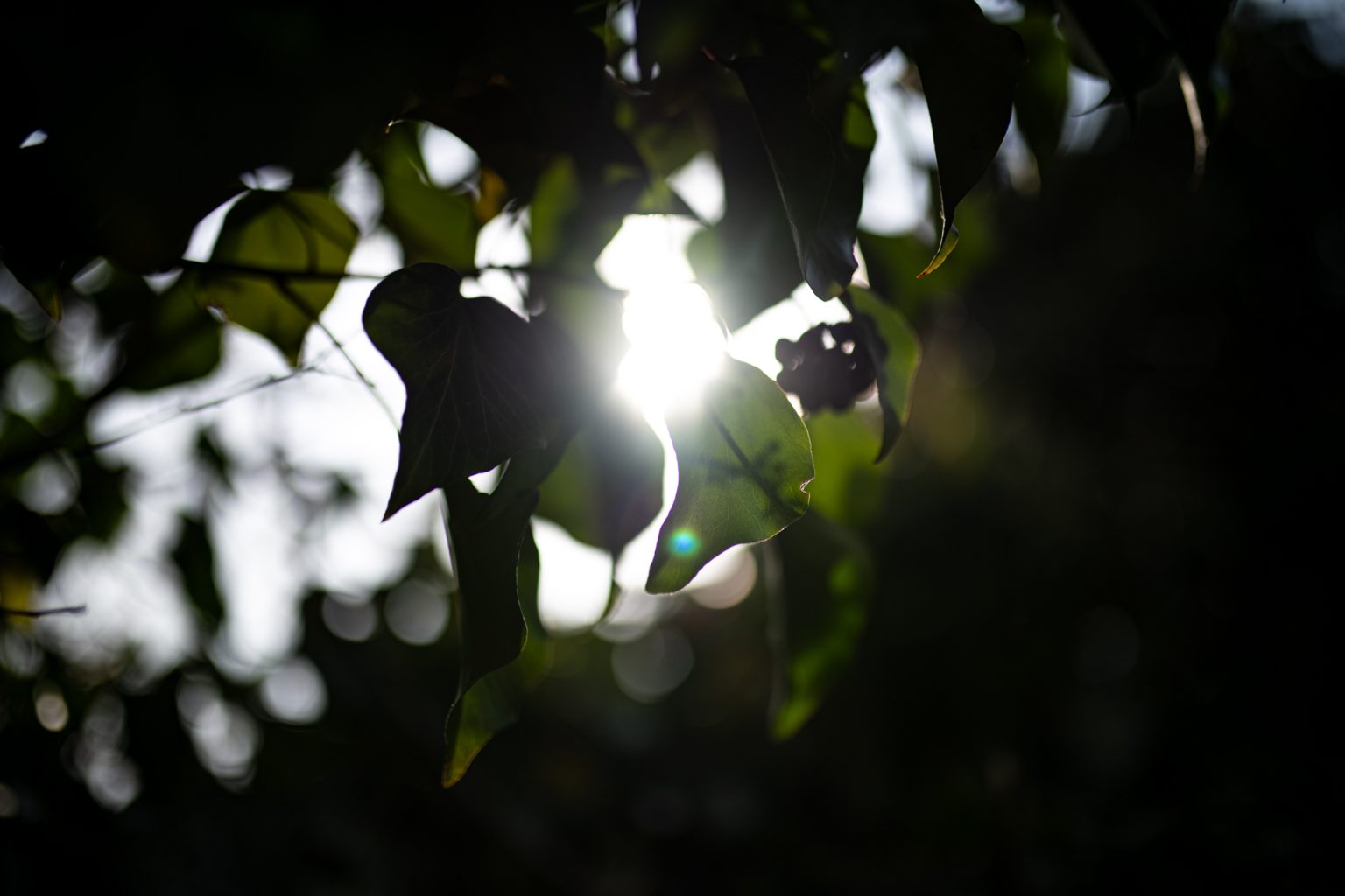 Galeria zdjęć przykładowych 2000px z obiektywu Sigma A 35mm F1.4 DG HSM ART i aparatu Nikon D850