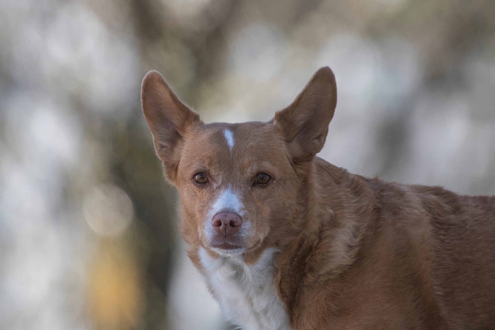 nikon-d850-300mm-f28-tc20e-iii-wiosna-przyroda