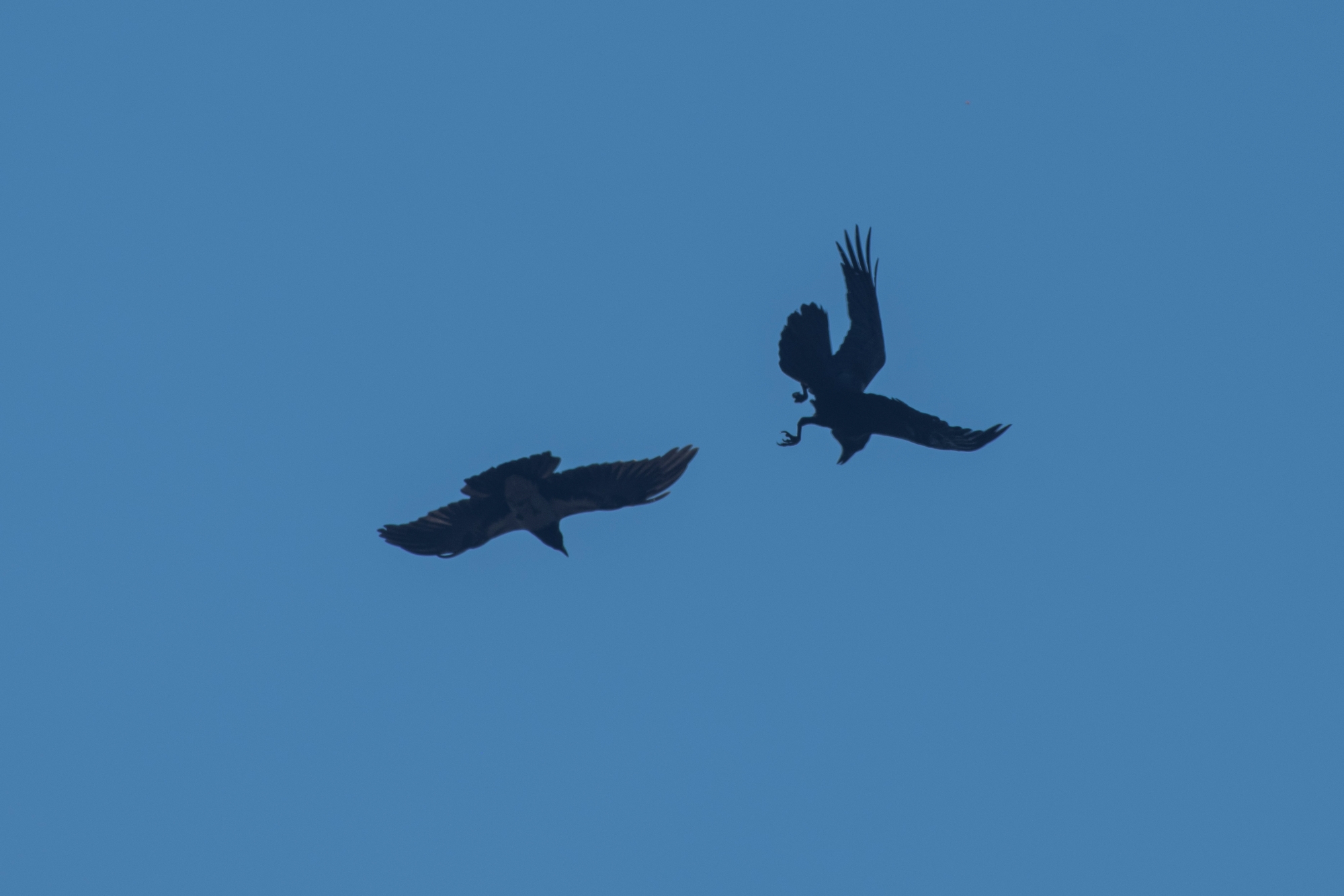 nikon-d850-300mm-f28-tc20e-iii-wiosna-przyroda