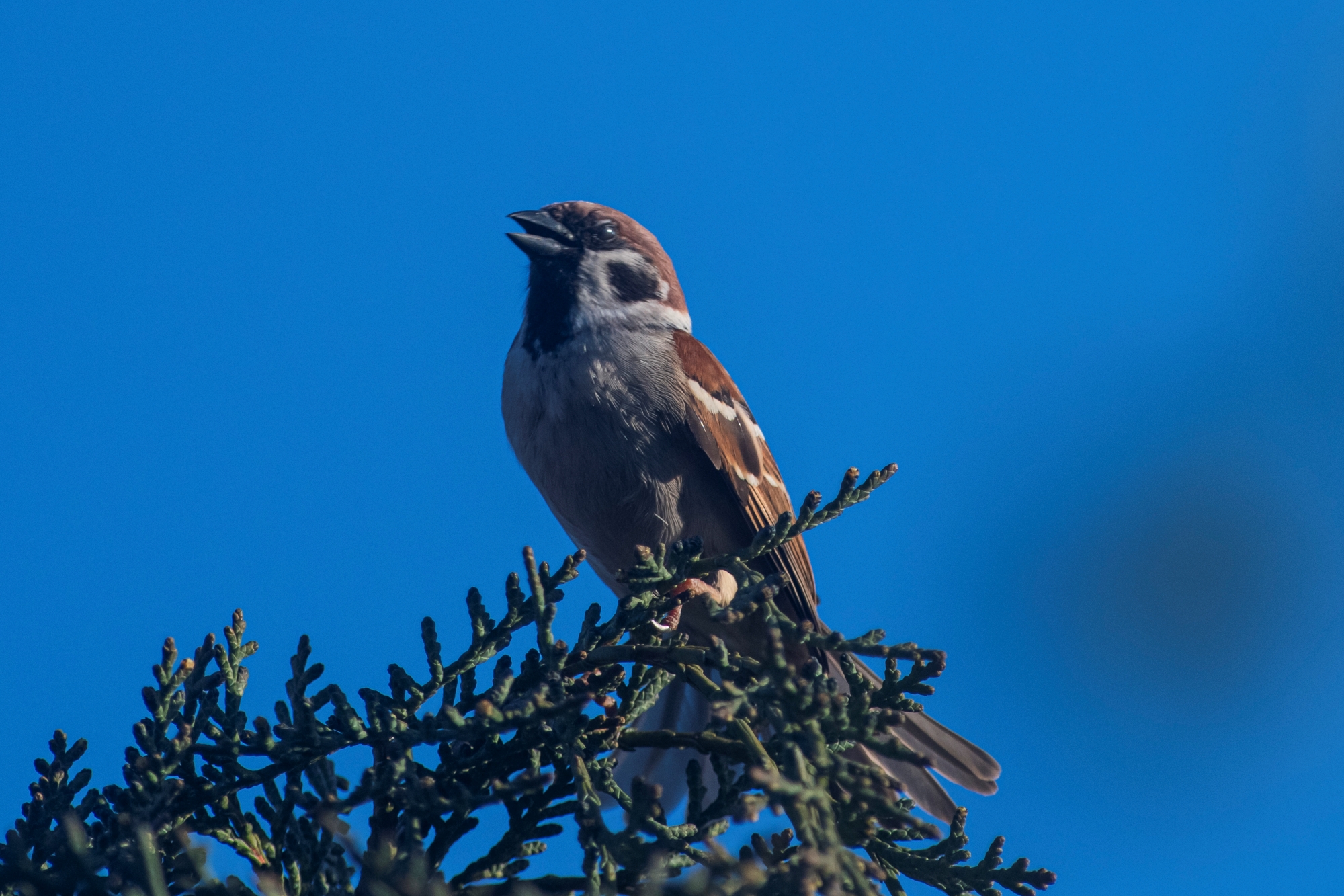 nikon-d850-300mm-f28-tc20e-iii-wiosna-przyroda