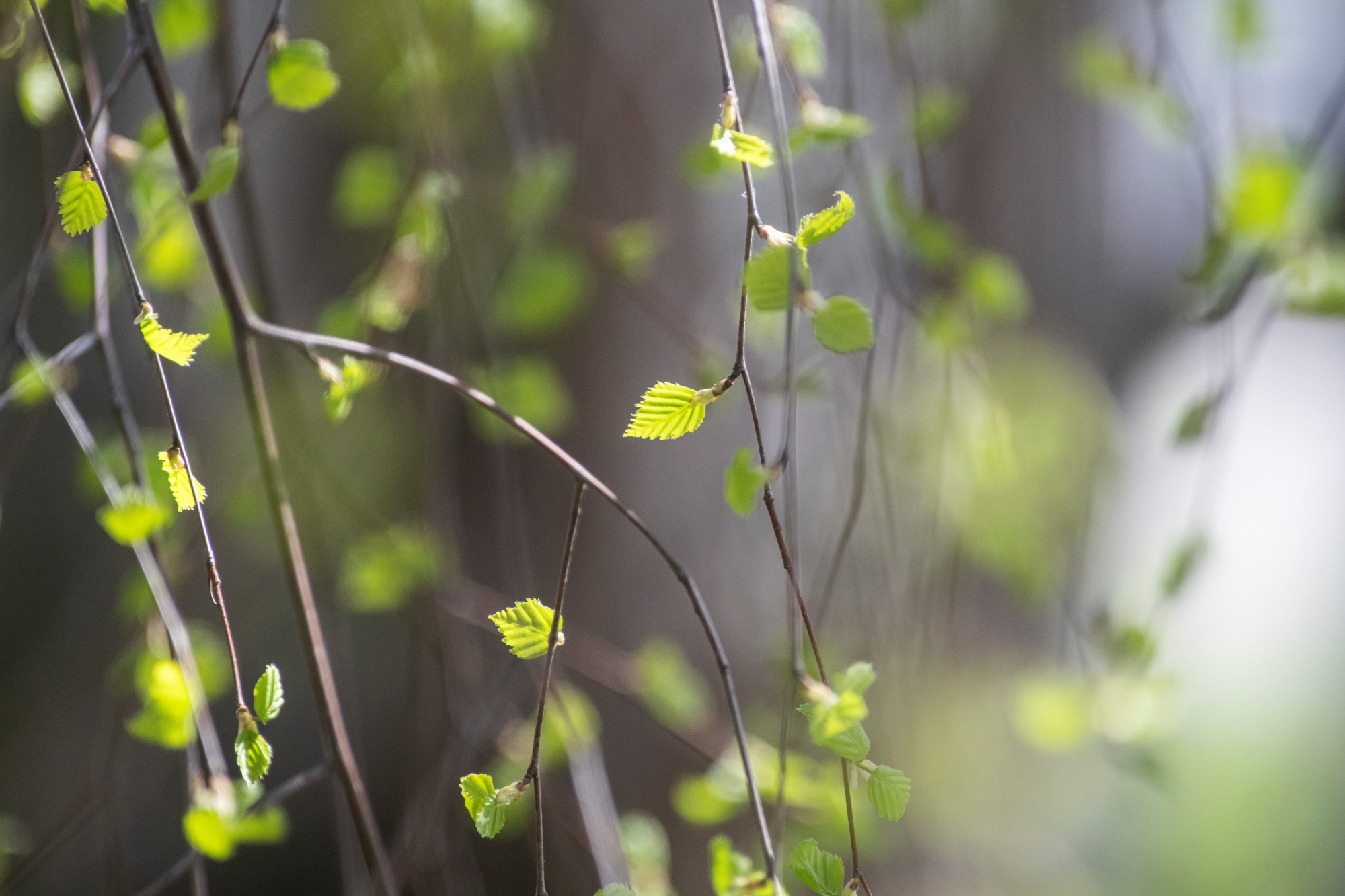 nikon-d850-300mm-f28-tc20e-iii-wiosna-przyroda