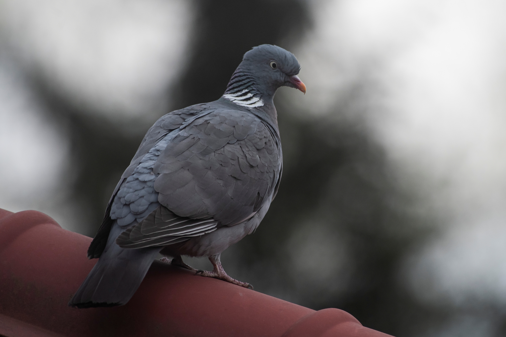 nikon-d850-300mm-f28-tc20e-iii-wiosna-przyroda