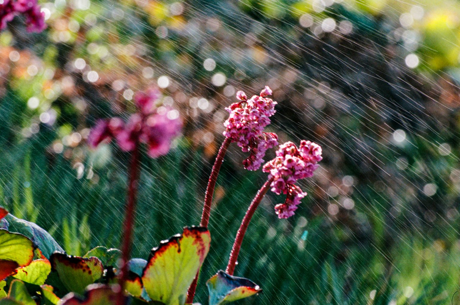 Galeria zdjęć przykładowych 2000px wykonana za pomocą obiektywu TTArtisan 500mm F6.3 ED i aparatu Nikon F-801 Galeria zdjęć przykładowych 2000px wykonana za pomocą obiektywu TTArtisan 500mm F6.3 ED i aparatu Nikon F-801
