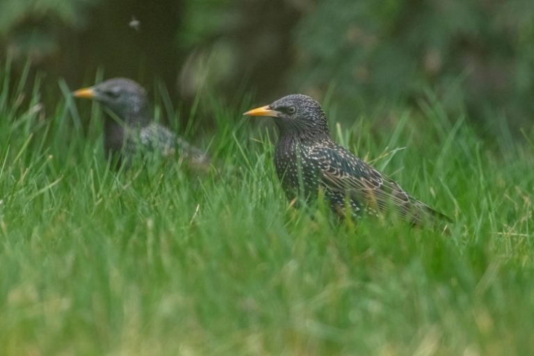 nikon-d850-300mm-f28-tc20e-iii-wiosna-przyroda