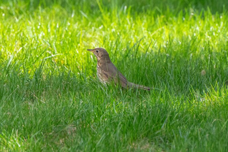 AF S Nikkor 70 200mm F2.8 G ED VR II Nikon D850 Dsc1567