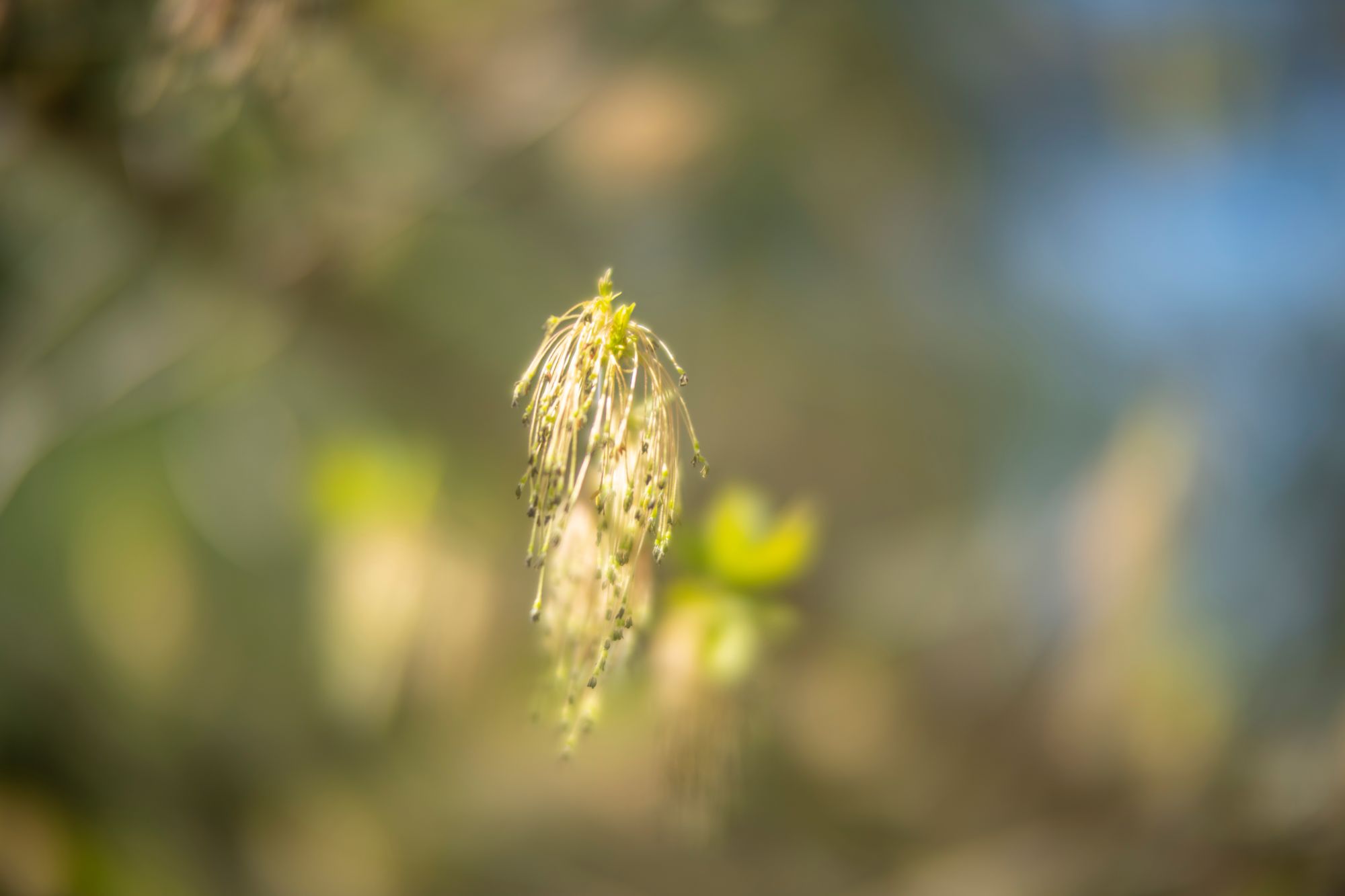 wiosna-sony-a7riv-ttartisan-50mm-f095