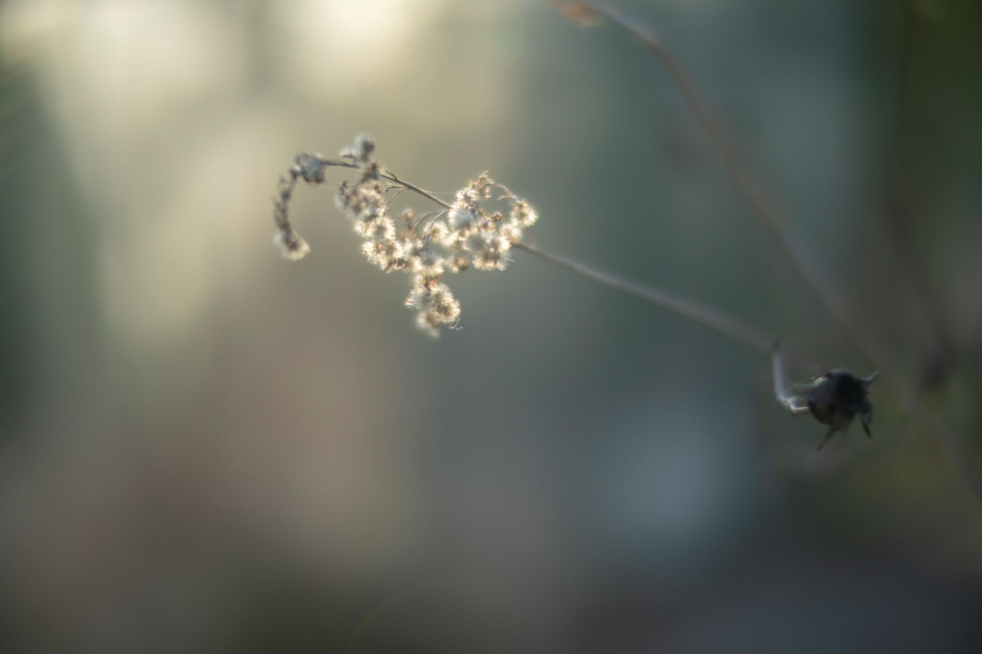 wiosna-sony-a7riv-ttartisan-50mm-f095