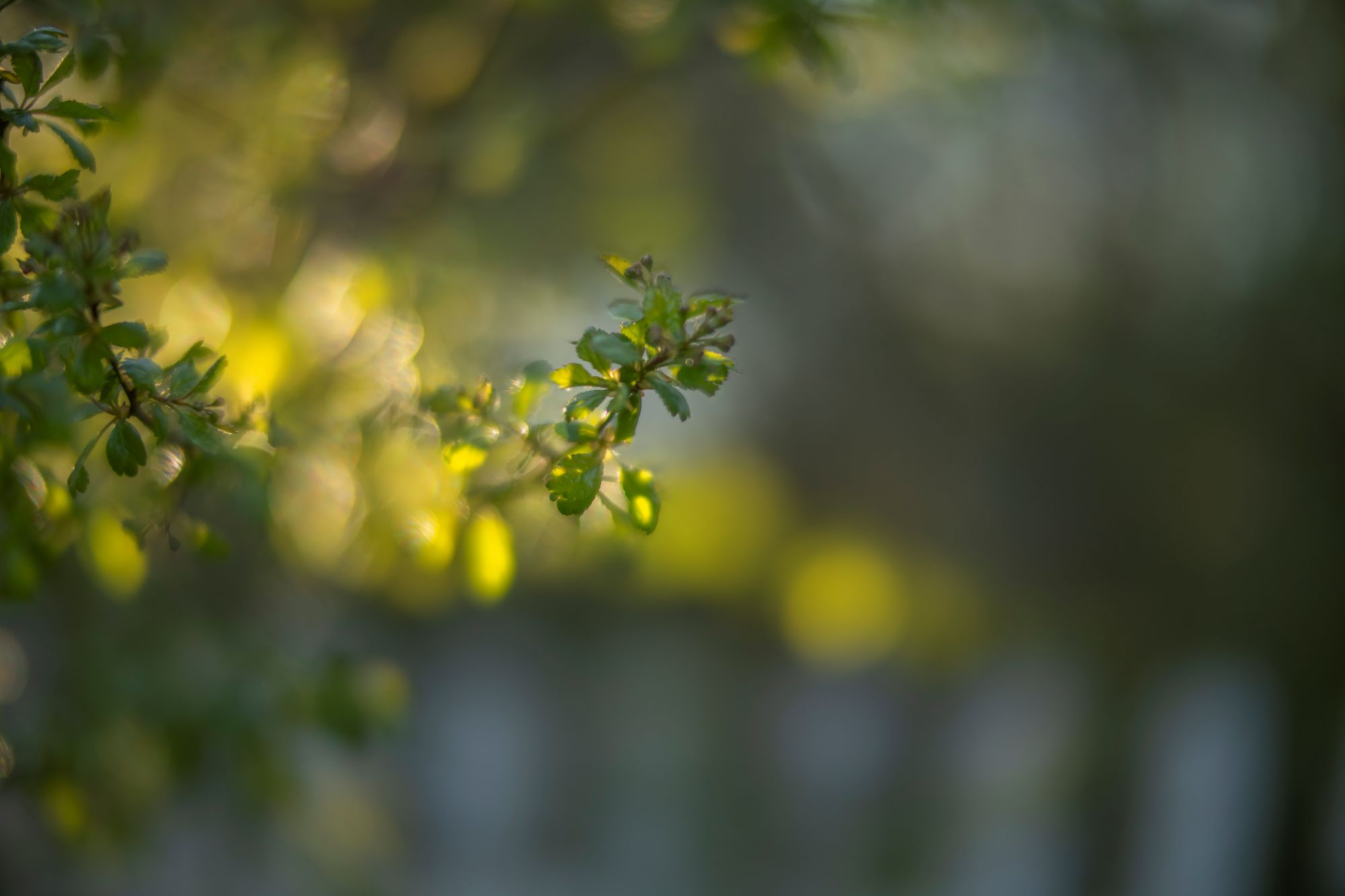 wiosna-sony-a7riv-ttartisan-50mm-f095