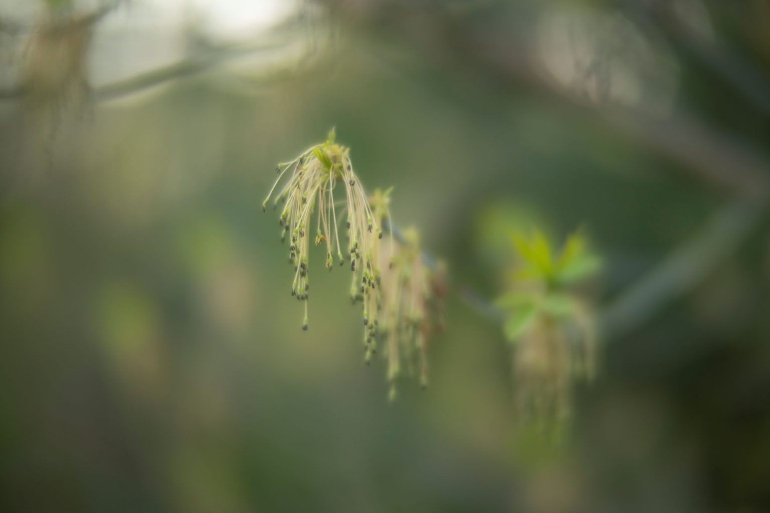batch_TTArtisan 50mm F0.95__dsc0122