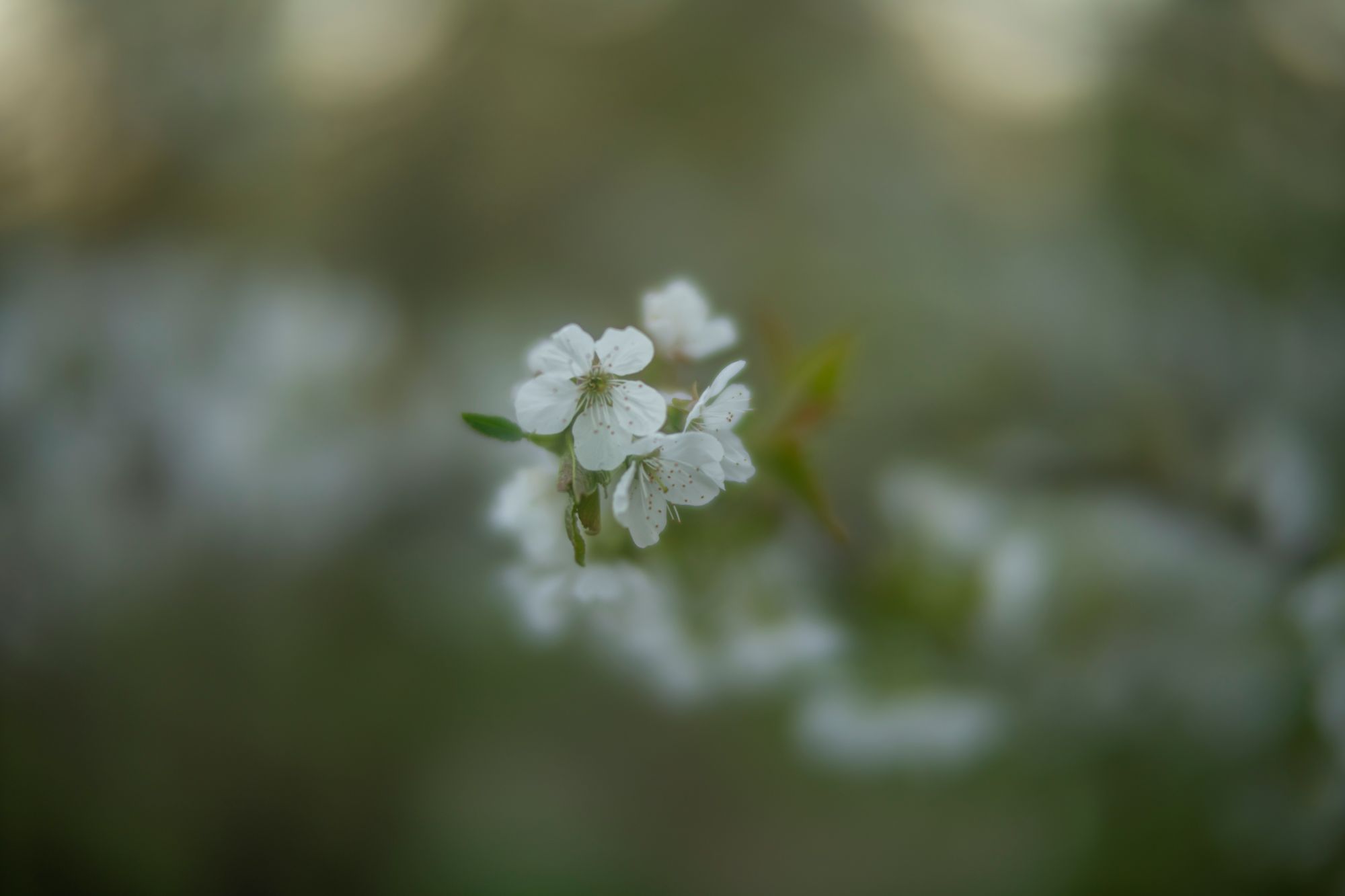 wiosna-sony-a7riv-ttartisan-50mm-f095