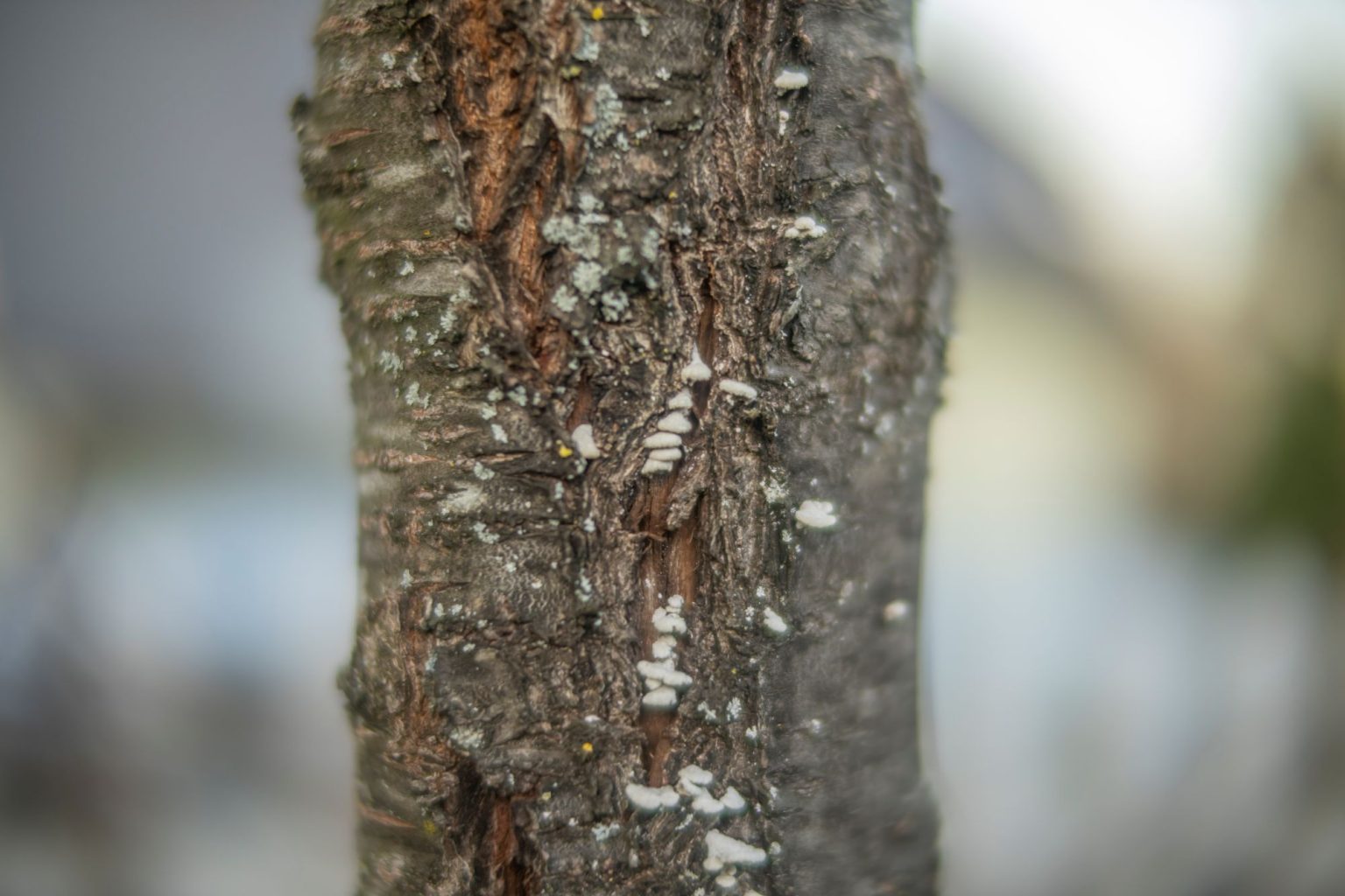 batch_TTArtisan 50mm F0.95__dsc0134