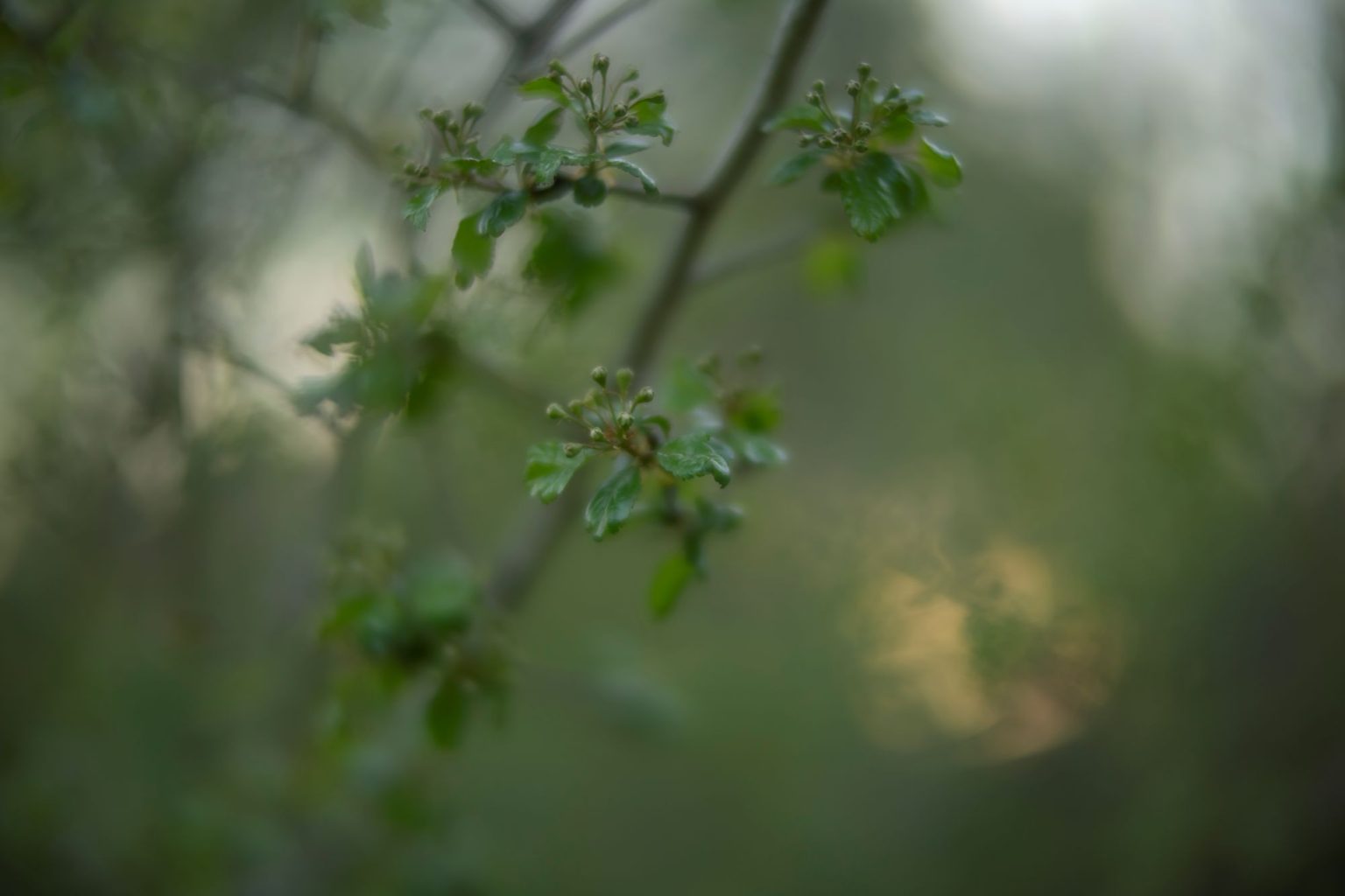 batch_TTArtisan 50mm F0.95__dsc0142