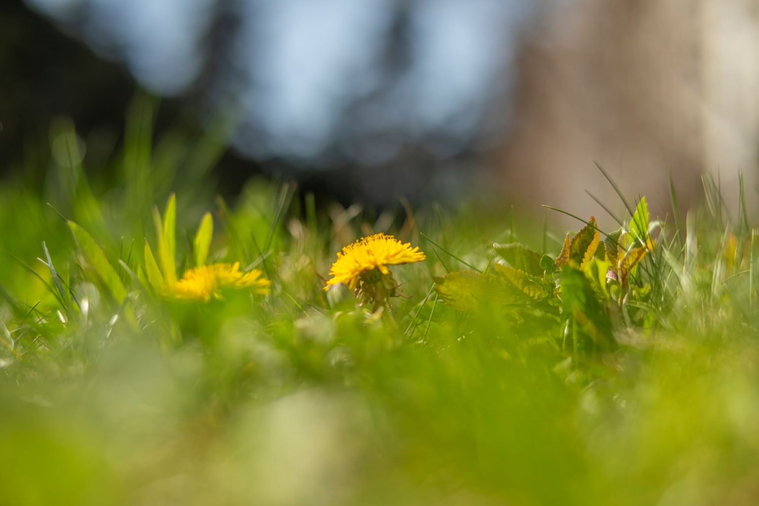 batch_TTArtisan 50mm F0.95__dsc0166