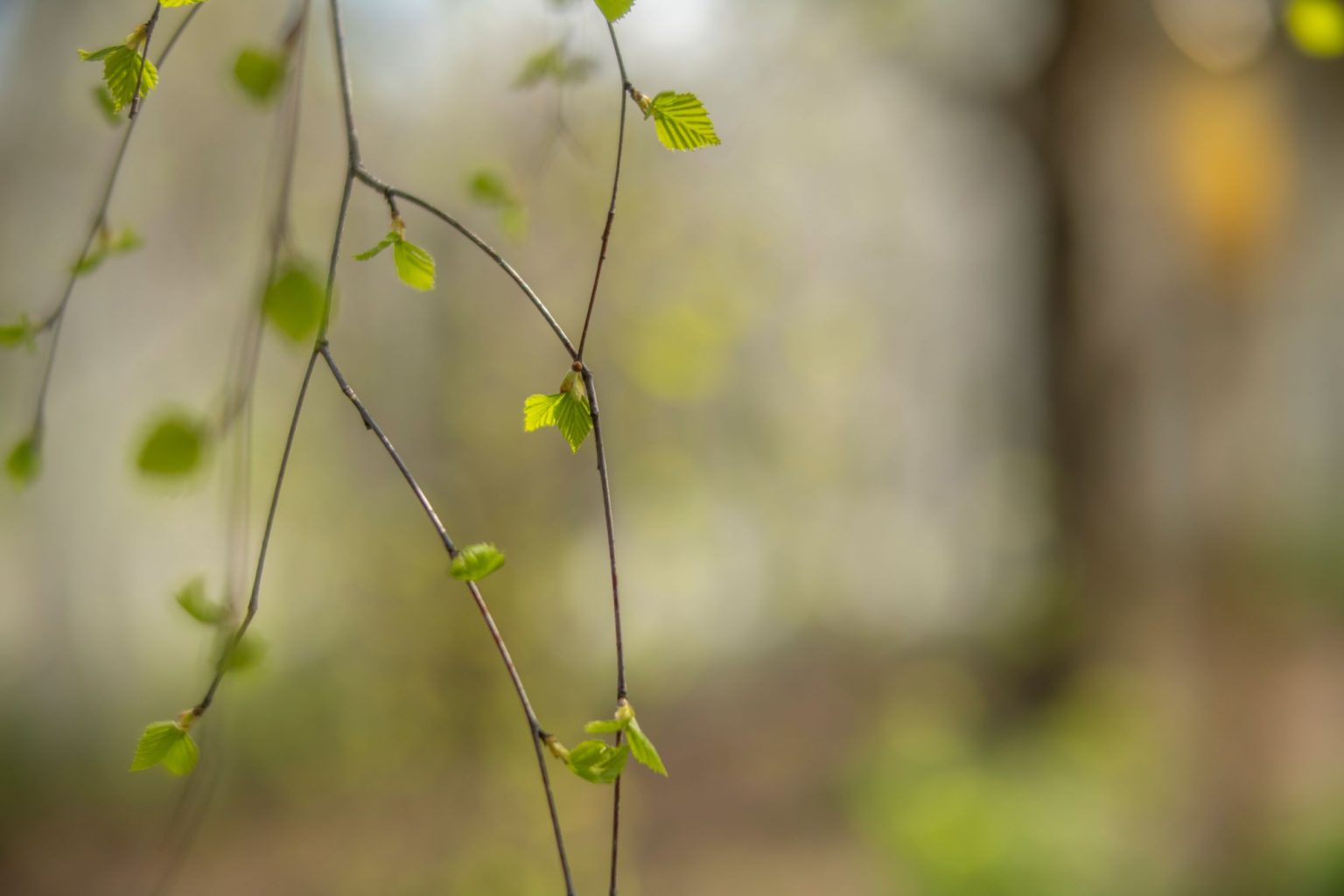 batch_TTArtisan 50mm F0.95__dsc0169