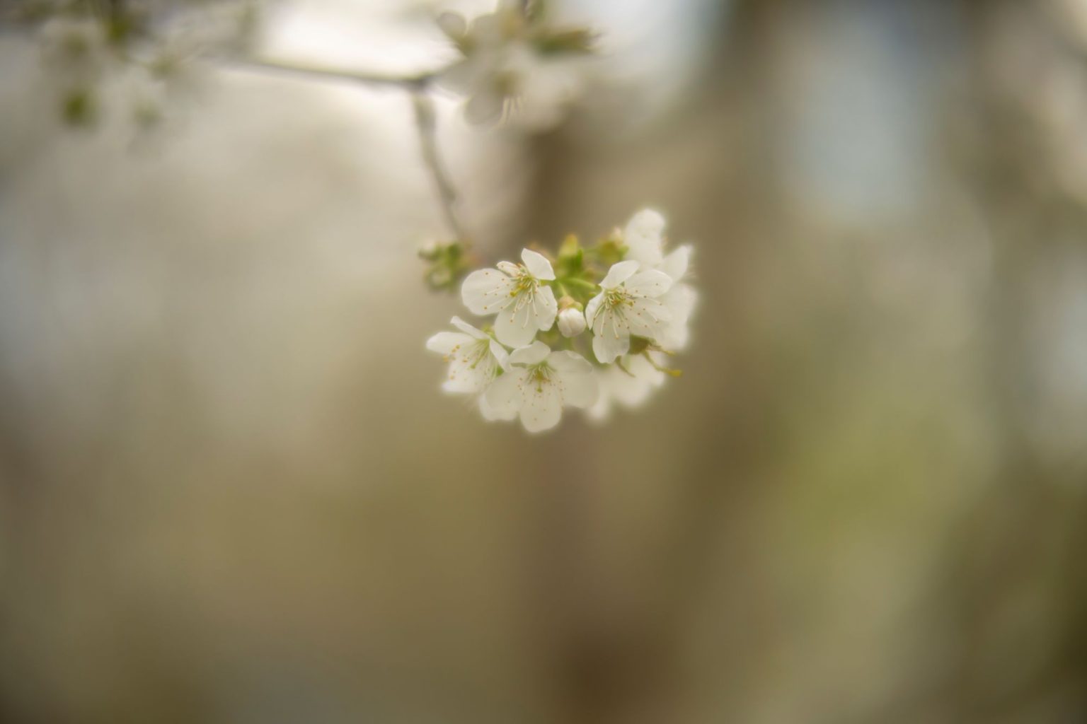 batch_TTArtisan 50mm F0.95__dsc0181