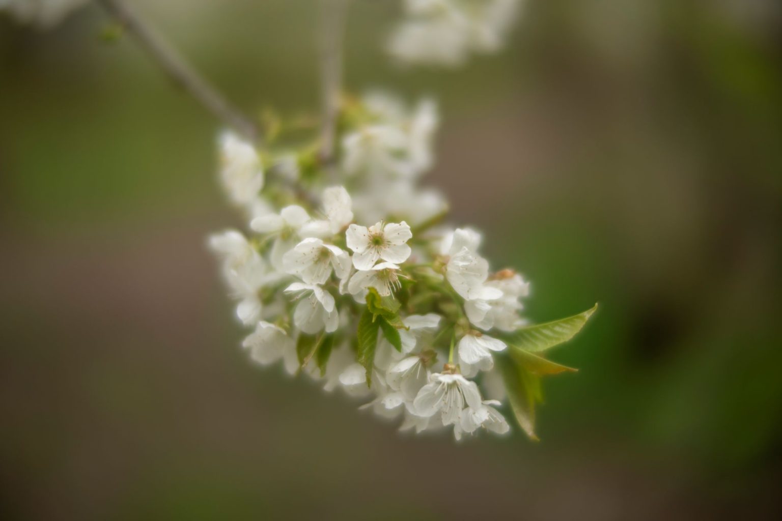 batch_TTArtisan 50mm F0.95__dsc0279