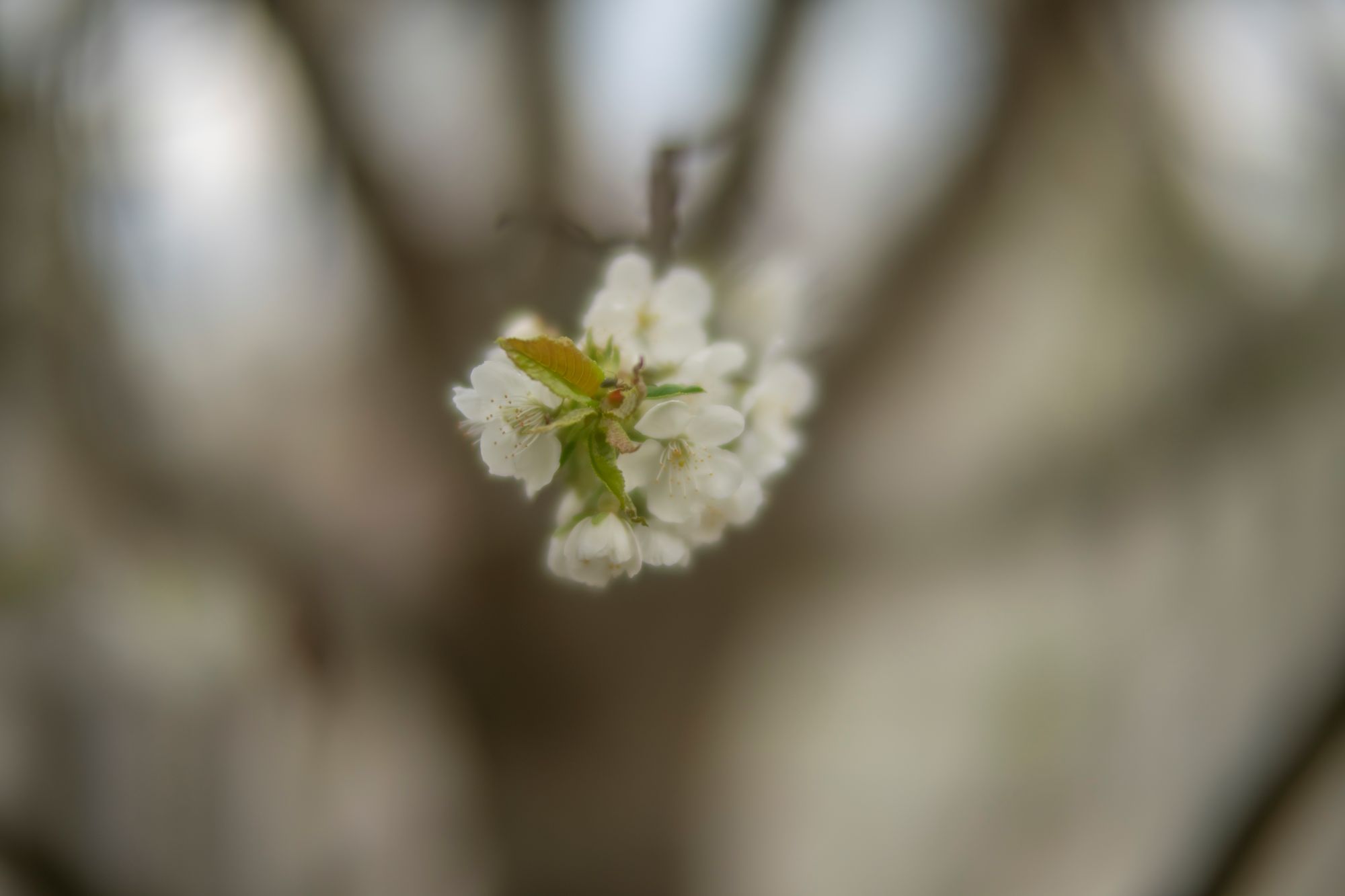 wiosna-sony-a7riv-ttartisan-50mm-f095