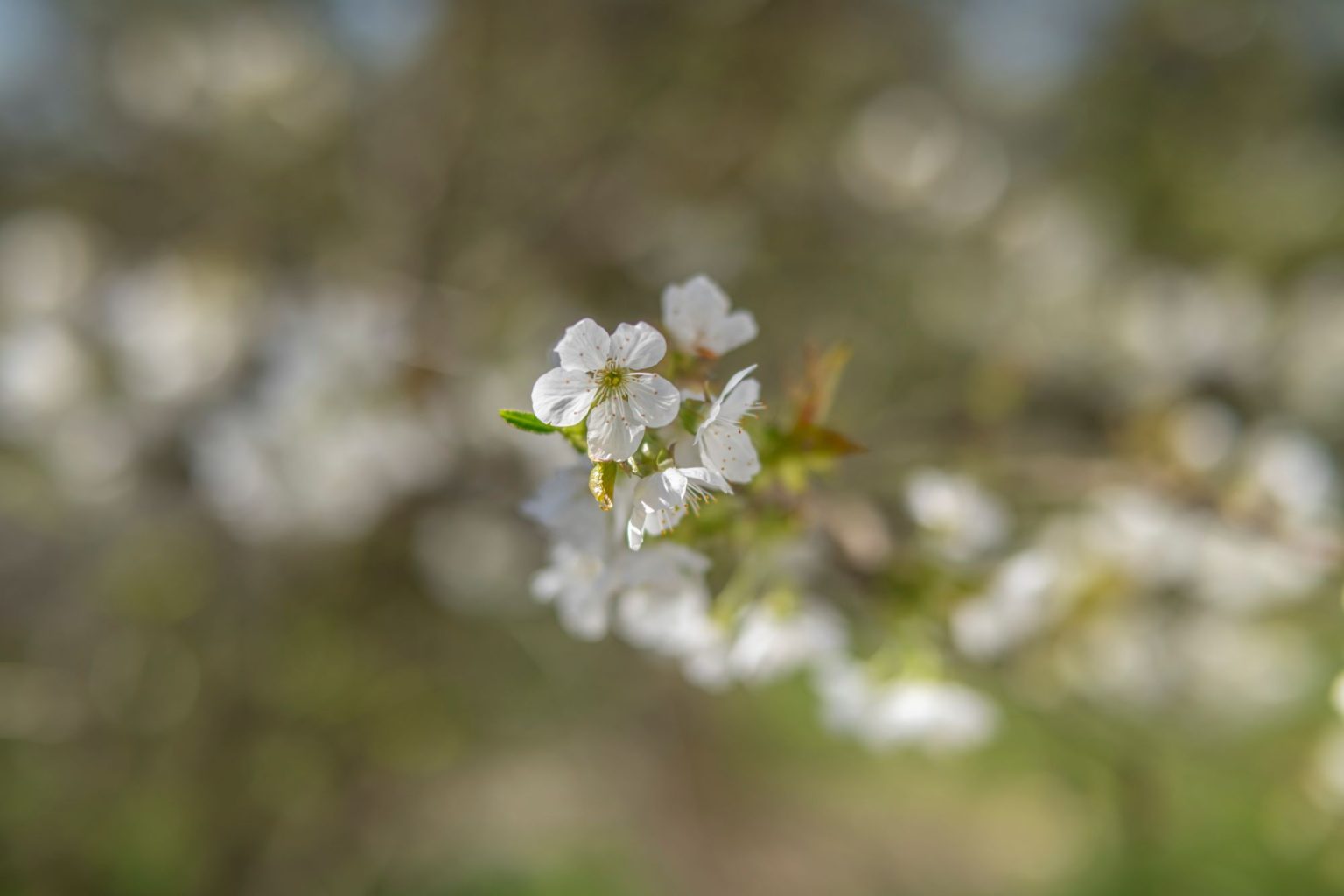 batch_TTArtisan 50mm F0.95__dsc9973 (2)
