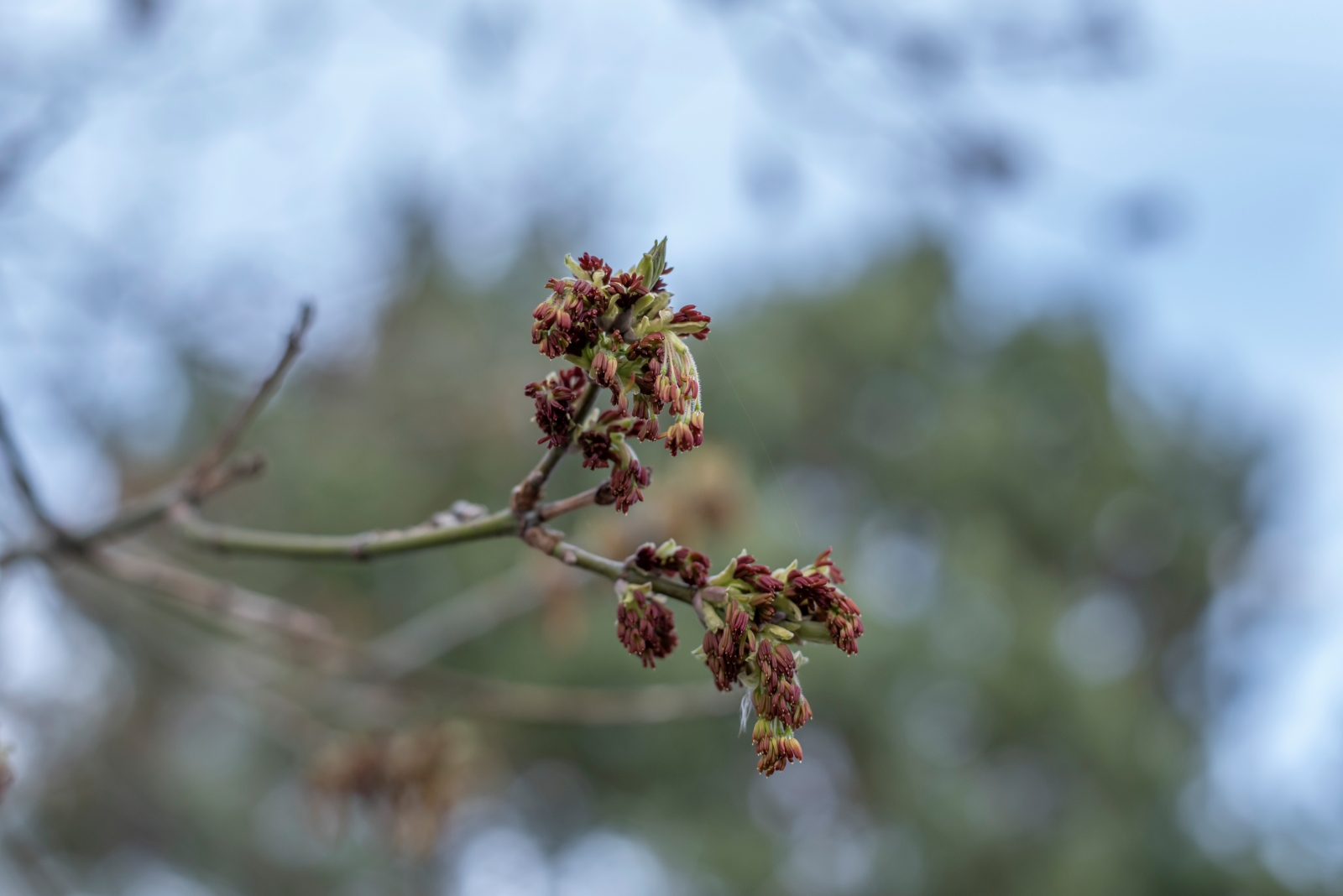 nikon-d750-50mm-f18-g-2026-czy-warto