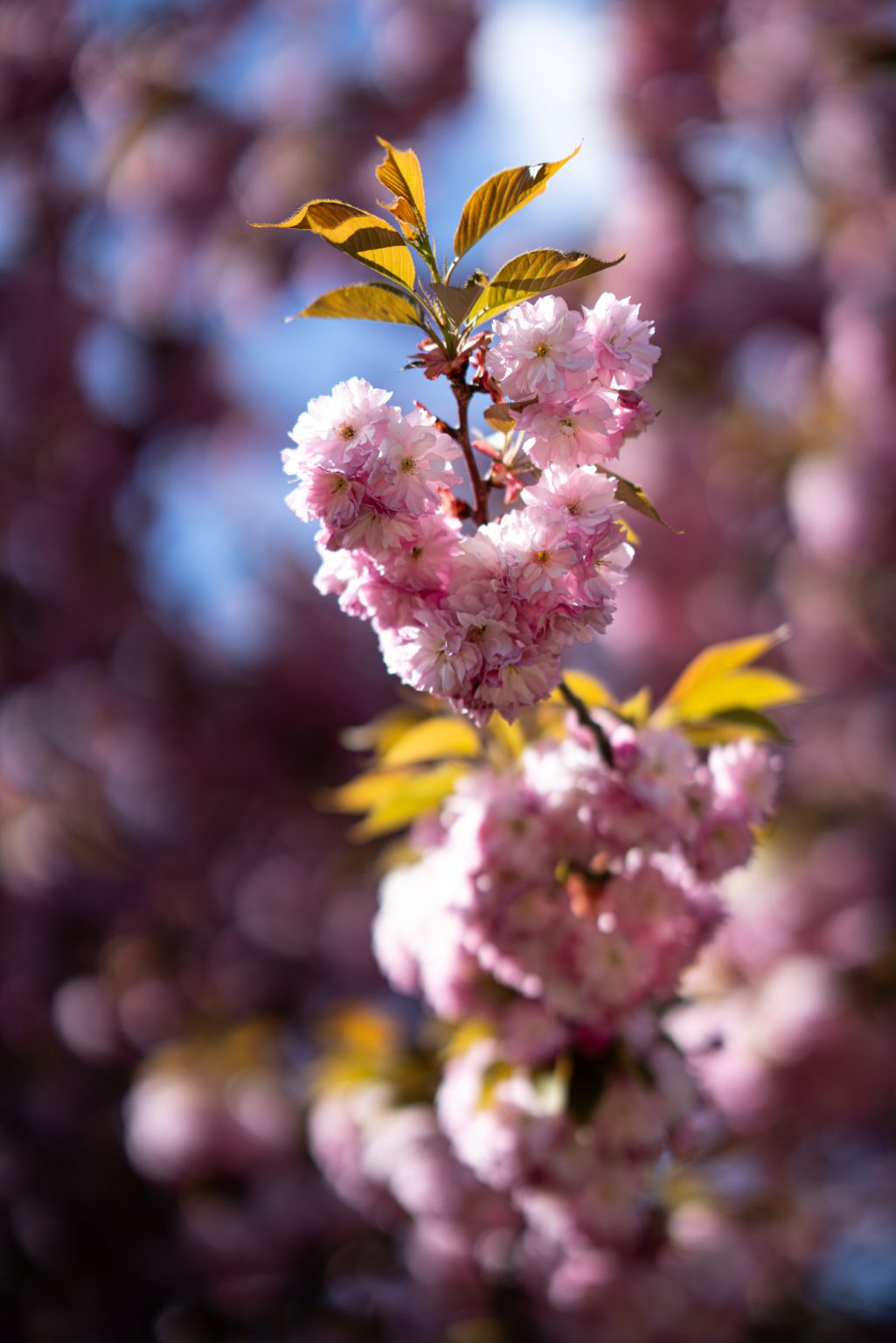 Galeria zdjęć przykładowych 2000px z obiektywu Sony FE 85mm F1.4 GM i aparatu Sony A7RIII