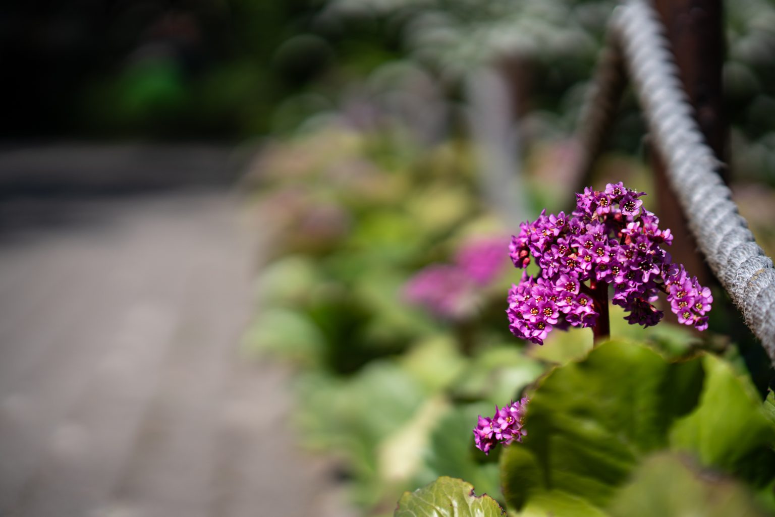 Galeria zdjęć przykładowych 2000px z obiektywu Sony FE 85mm F1.4 GM i aparatu Sony A7RIII