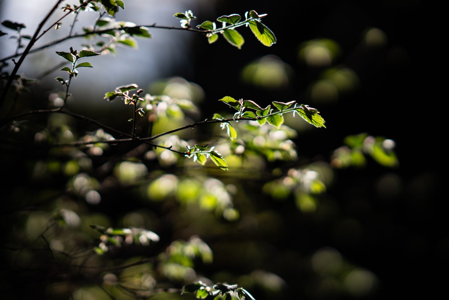 Galeria zdjęć przykładowych 2000px z obiektywu Sony FE 85mm F1.4 GM i aparatu Sony A7RIII