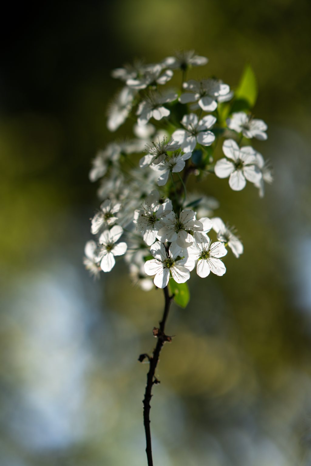 Galeria zdjęć przykładowych 2000px z obiektywu Sony FE 85mm F1.4 GM i aparatu Sony A7RIII