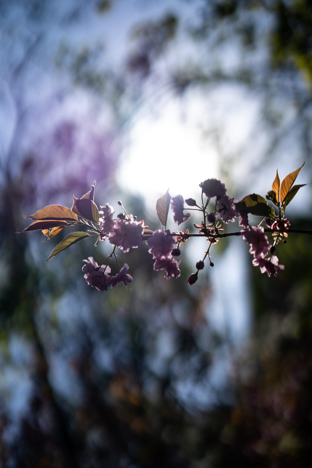 Galeria zdjęć przykładowych 2000px z obiektywu Sony FE 85mm F1.4 GM i aparatu Sony A7RIII