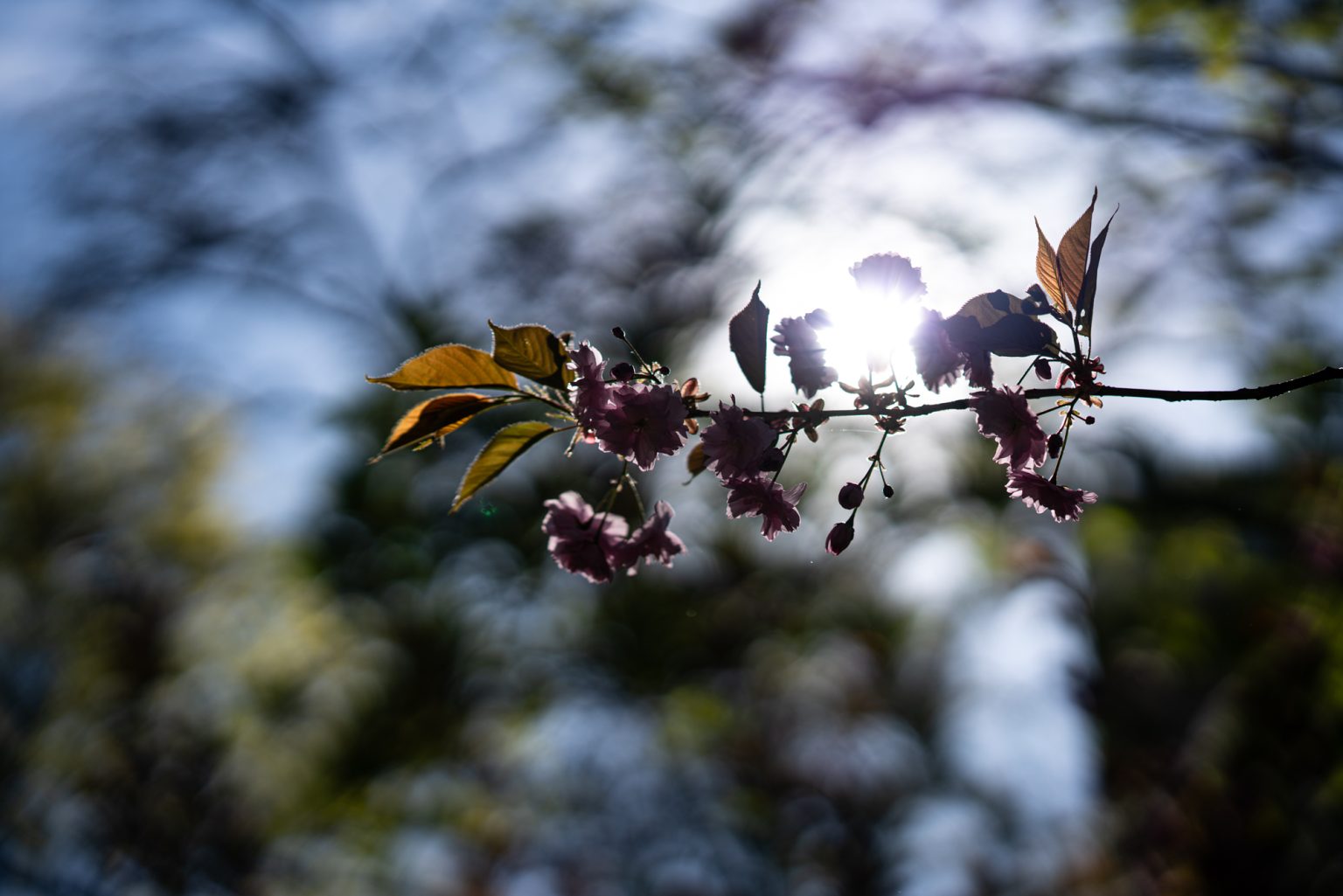 Galeria zdjęć przykładowych 2000px z obiektywu Sony FE 85mm F1.4 GM i aparatu Sony A7RIII